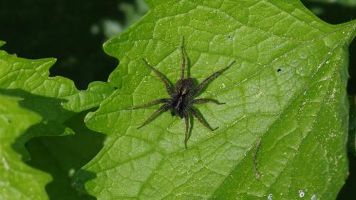 Pardosa sp.